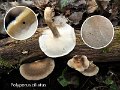 Lentinus substrictus-amf1528